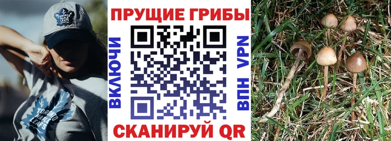 Псилоцибиновые грибы GOLDEN TEACHER  Вилючинск 